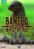 Полосатые братья - банда мангустов/Banded Brothers: The Mongoose Mob