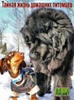 Тайная жизнь домашних питомцев/Secret life of pets